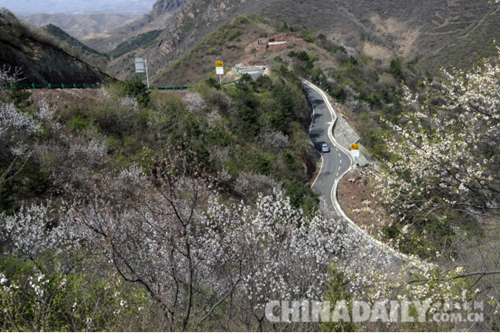 唐山遷安：野綠引得游人醉