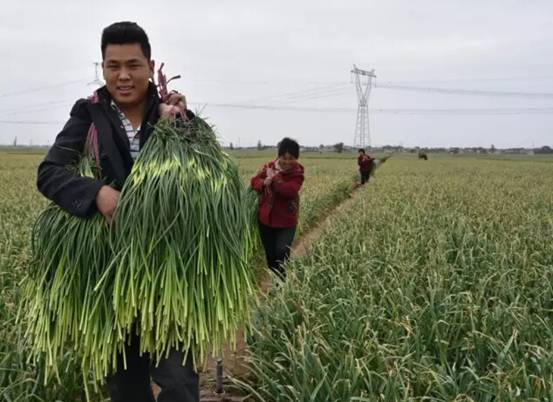邯鄲永年縣十萬畝蒜薹豐收蒜農(nóng)樂