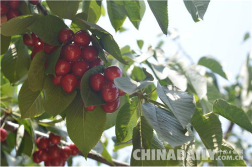 山海關(guān)大櫻桃節(jié)暨鄉(xiāng)村旅游節(jié)6月8日啟帷