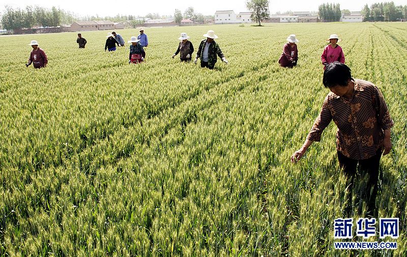 小滿來臨 豐收在望