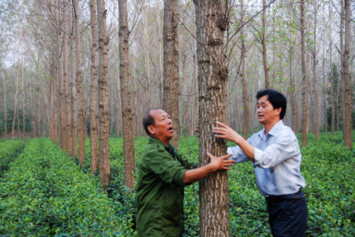 潢川百里灘涂地成林茶生態(tài)園