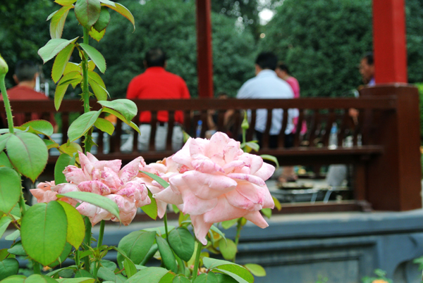 鄭州秋高氣爽 市民游園感受美景