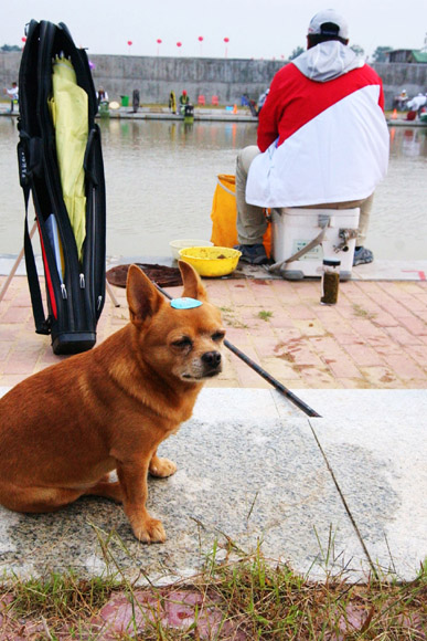 農(nóng)運會花絮：寵物狗成農(nóng)運會賽場上“三朝元老”