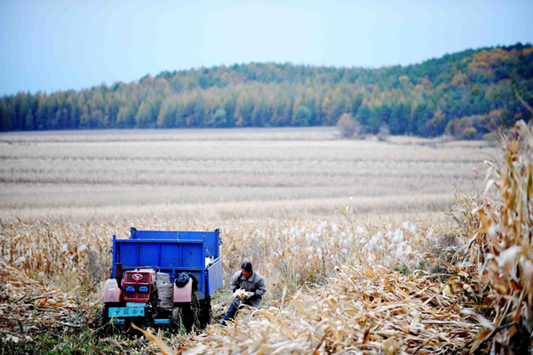 黑土地上“搶”秋收 讓豐產(chǎn)糧食早進(jìn)倉