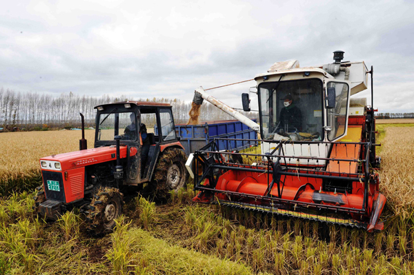 黑土地上“搶”秋收 讓豐產(chǎn)糧食早進(jìn)倉