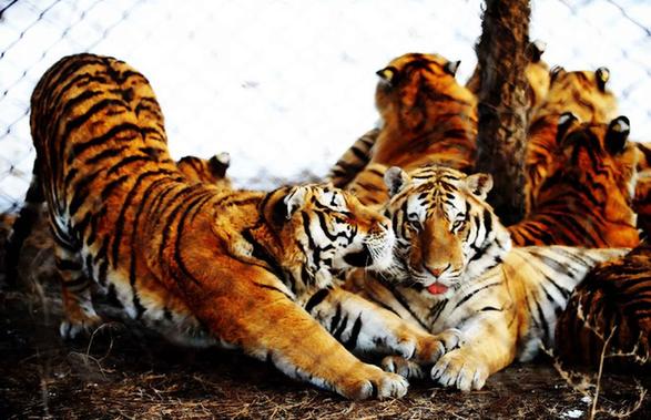 我國人工繁育東北虎首次完成DNA檢測全覆蓋