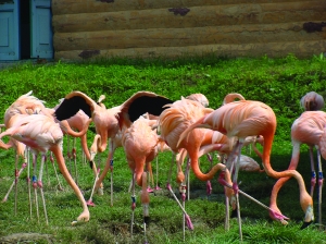 哈爾濱首屆珍奇動(dòng)物觀賞節(jié)開幕