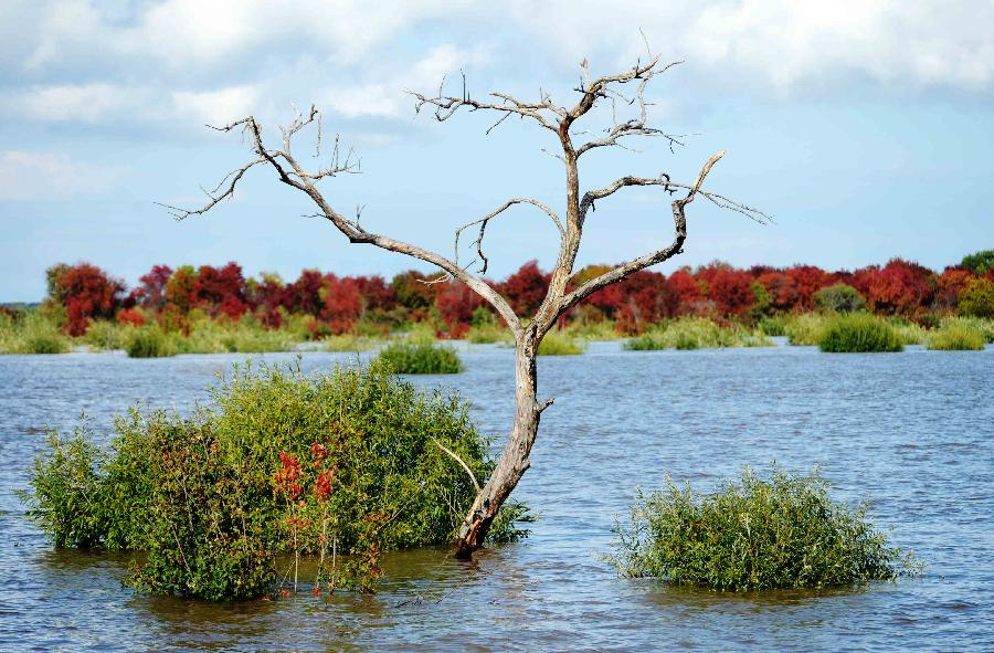 直擊洪水“侵襲”下的黑瞎子島