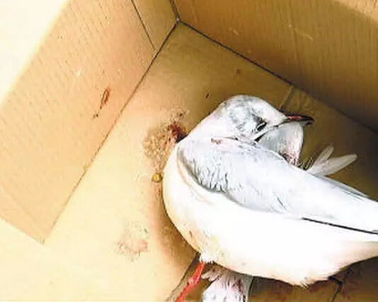 哈爾濱游客在昆明虐死紅嘴鷗 警察跨省來(lái)抓(圖)