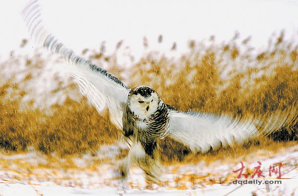 大慶市民發(fā)現(xiàn)雪鸮 罕見寒帶“北極女王”留守大慶(組圖)