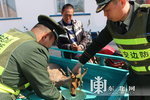 “傻狍子”獨自過江累夠嗆 警民成功施救放生