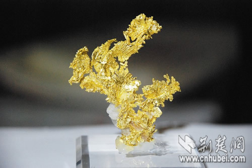 “天然金塊”春節(jié)期間武漢亮相