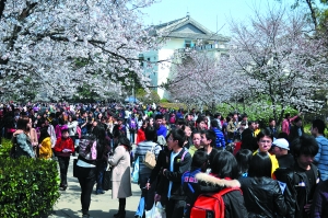 網(wǎng)友質(zhì)疑武大靠櫻花斂財(cái) 校辦負(fù)責(zé)人回應(yīng)(圖)