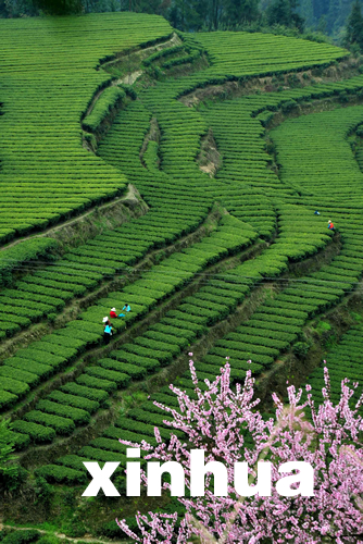 湖北恩施春茶大面積開采