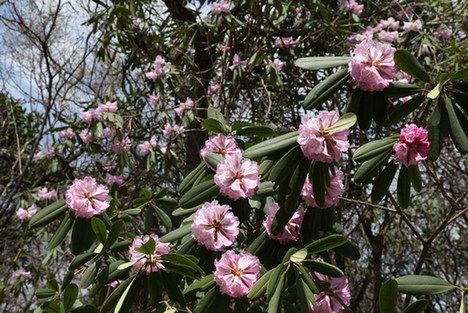 神農(nóng)架旅游出現(xiàn)快速升溫態(tài)勢（圖）
