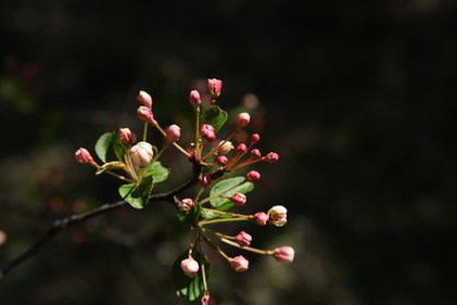 神農(nóng)架發(fā)現(xiàn)最大湖北海棠群落（圖）