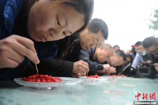 成都櫻桃節(jié)開幕 櫻桃山上演“搶吃櫻桃大戰(zhàn)”