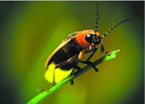 大學(xué)城舉辦螢火蟲節(jié)引爭議 螢火蟲節(jié)恐變螢火蟲劫