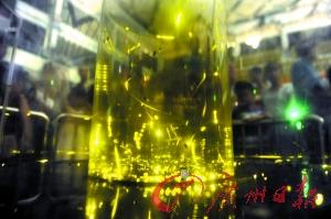 大學(xué)城舉辦螢火蟲節(jié)引爭議 螢火蟲節(jié)恐變螢火蟲劫