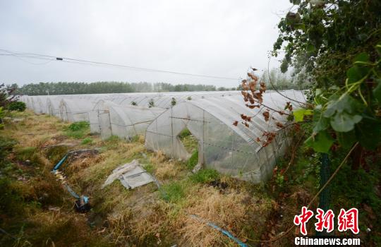 京城菜價連漲三周 國慶節(jié)前或落至正常水平(圖)