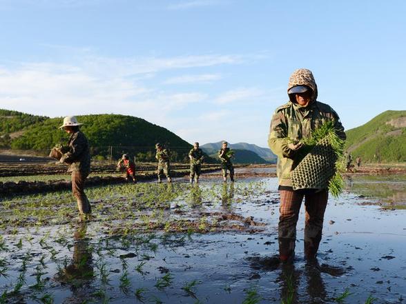 吉林和龍：搶農(nóng)時 忙插秧