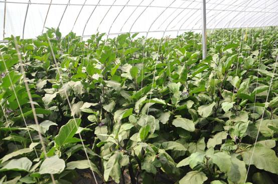 布海瓜菜聲名遠揚