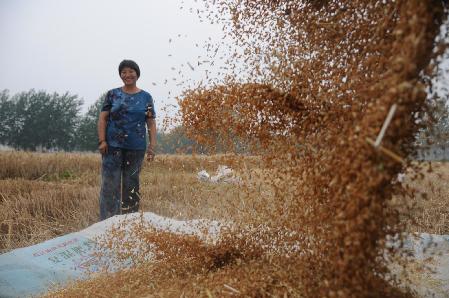 持續(xù)降水將至 江蘇各地加緊麥?zhǔn)? style=