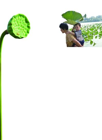 西湖賣蓮蓬荷葉受游客熱捧 消夏荷葉粥怎么做？