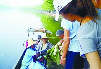 西湖賣蓮蓬荷葉受游客熱捧 消夏荷葉粥怎么做？