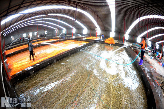 連云港11萬畝條斑紫菜全面附苗放養(yǎng)