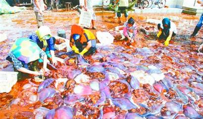 記者走基層:誰動(dòng)了我們的海蜇？