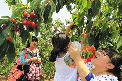 櫻桃價(jià)為啥不高反低? 倒春寒偏逢