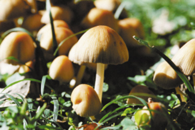 野蘑菇撂倒的多為經(jīng)驗人士