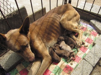 母狗50天內(nèi)下兩窩崽 專家稱實(shí)屬罕見(jiàn)