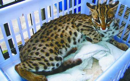 村民目擊 都江堰青城山腳出現(xiàn)野生花豹