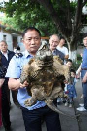 樂山小區(qū)保安撈出“怪龜” 嘴尖牙利背上長刺