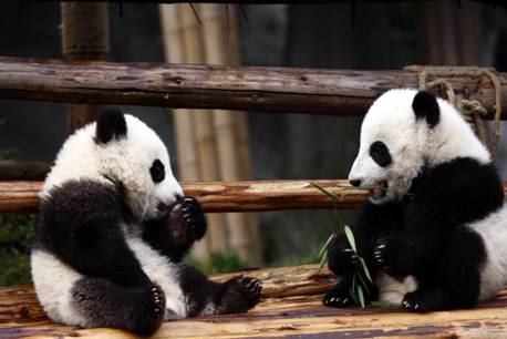 PATA 旅交會將成都推向世界