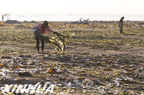 “海上夏收”忙(組圖)