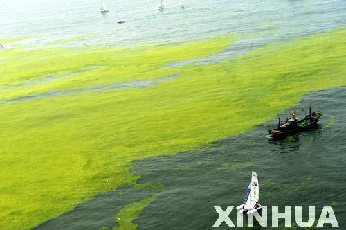 青島:航拍滸苔看災情