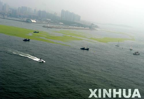 青島:航拍滸苔看災情