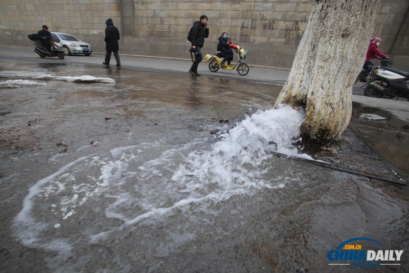 濟(jì)南首現(xiàn)大樹(shù)“吐水”奇觀