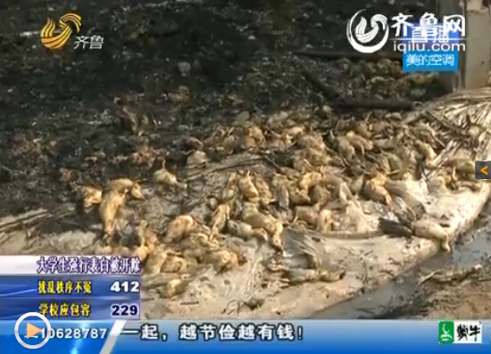 梁山一鴨棚疑因電線掉落起火 上萬(wàn)只鴨子變“烤鴨”