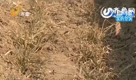 聊城:農(nóng)戶家15畝麥苗全部死亡 原因仍在調(diào)查當(dāng)中