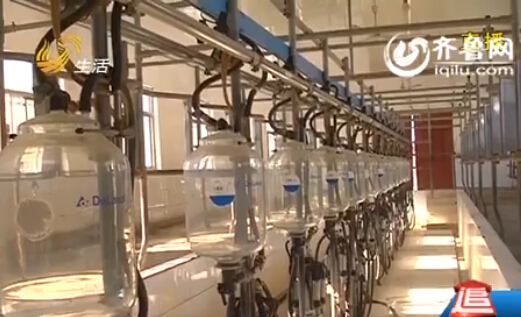 奶農(nóng)曾遭奶企拒收奶威脅 山東將出臺(tái)牛奶救市政策