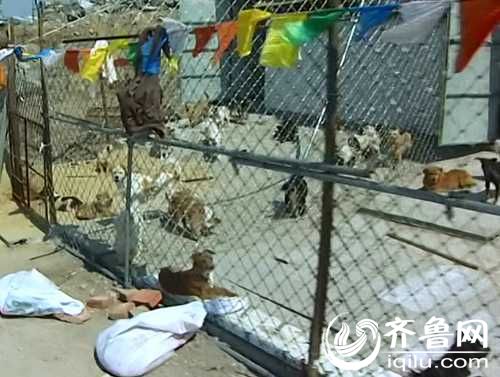 泰山小動物保護(hù)中心窘?jīng)r：狗糧緊缺 下山買水挺貴