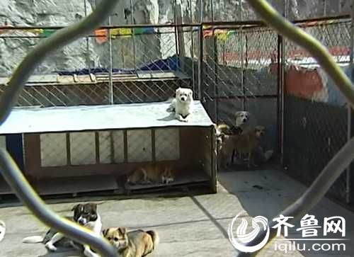 泰山小動物保護(hù)中心窘?jīng)r：狗糧緊缺 下山買水挺貴