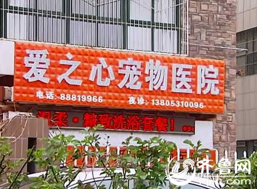 泰山小動物保護(hù)中心窘?jīng)r：狗糧緊缺 下山買水挺貴