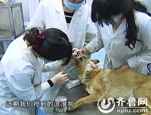 泰山小動物保護(hù)中心窘?jīng)r：狗糧緊缺 下山買水挺貴