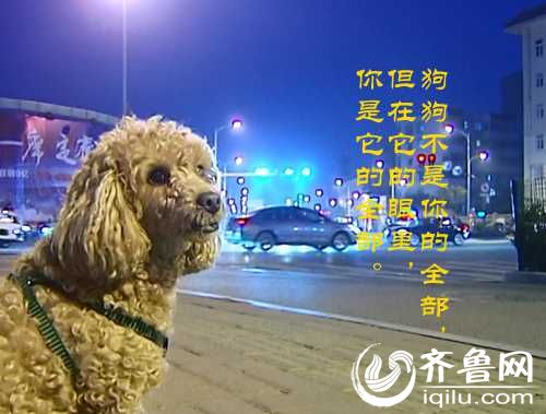 泰山小動物保護(hù)中心窘?jīng)r：狗糧緊缺 下山買水挺貴