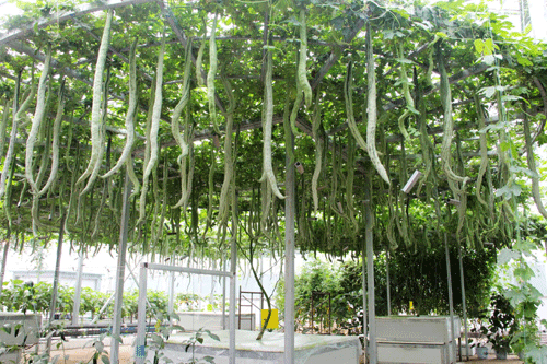 山東壽光舉行國際蔬菜科技博覽會